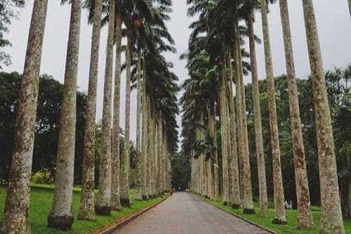 Aburi Botanical Gardens