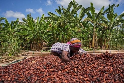 Cocoa producer price supply demand
