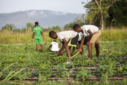 Free SHS farms