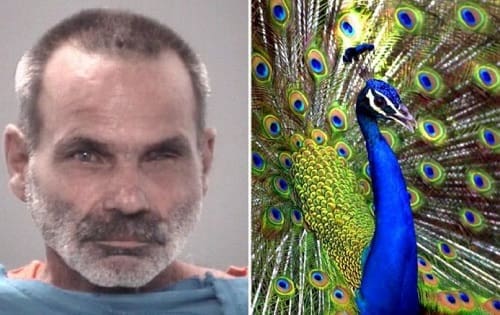 Man arrested for killing peacocks