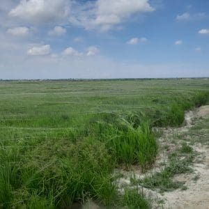Rice industry