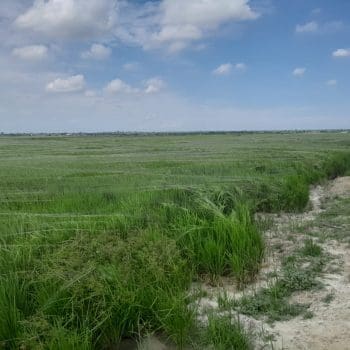 Rice industry