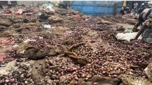 Onions Adjen Kotoku