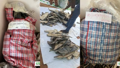 Wildlife shark fins