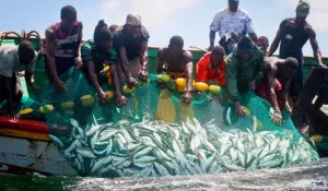 Atlantic tuna fisheries