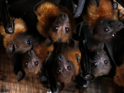 WHO Nipah virus