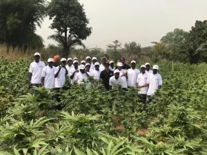 NACOC cannabis cultivation