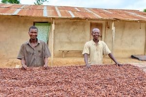 Cocoa prices supply