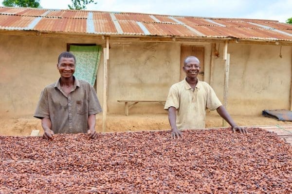 Cocoa prices supply