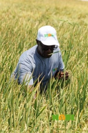 Awuah-Darko’s Nobi Farms