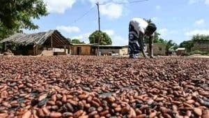 Cocoa supply dollar price chocolate soars
