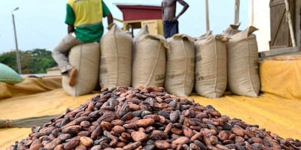 Cocoa supply dollar prices rebound Payments pods