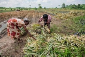 Farmers profit harvest