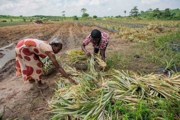 Farmers profit harvest
