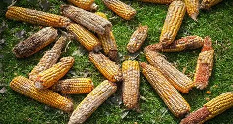 Post-harvest losses farmers