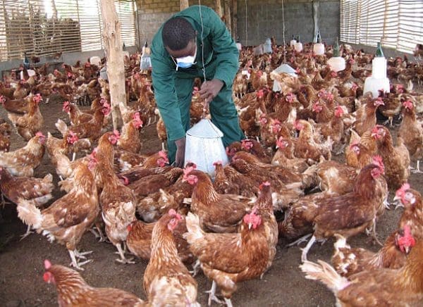 Poultry farming guide