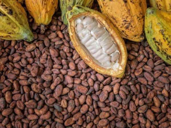 Cocoa producer prices production decline
