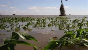 Farmlands destroyed