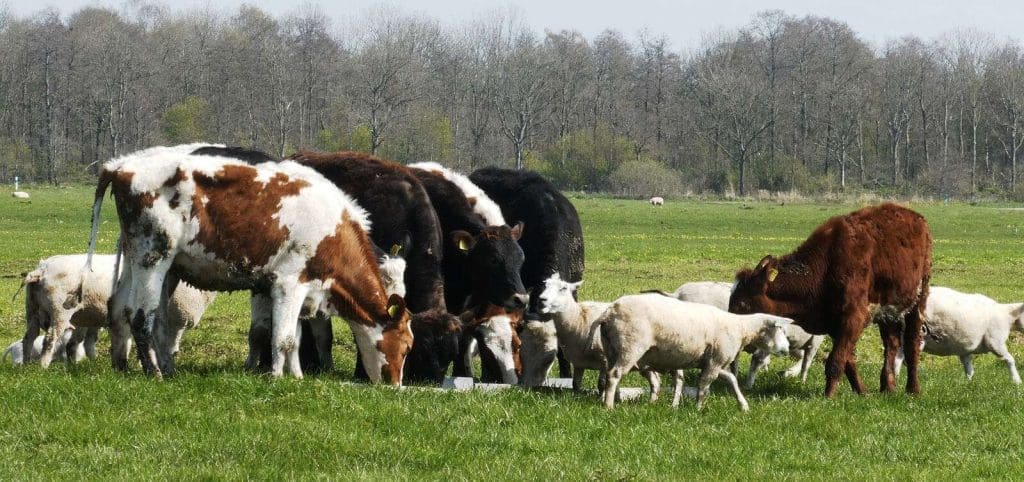 WACPAW livestock insurance