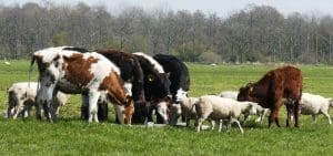 WACPAW livestock insurance