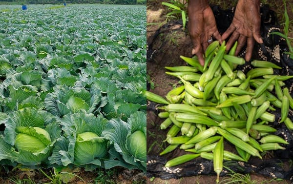 Pesticide cabbage okra
