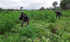 Peki Dzake cannabis destroyed