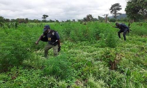 Peki Dzake cannabis destroyed