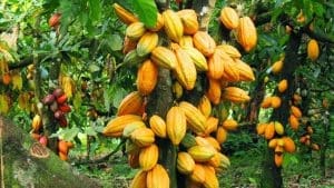 Cocoa sector collapse