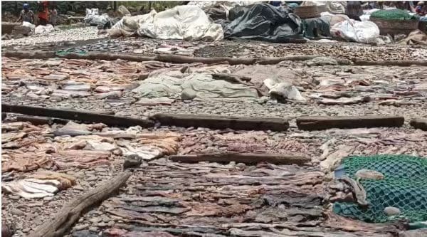 Fishmongers demolition fish