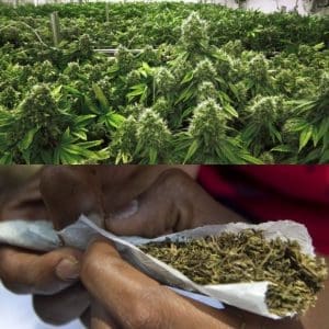 Companies cultivate weed