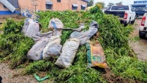 Nabdam Police wee cultivation