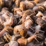How to start a snail farm with GH₵1,000 in Ghana