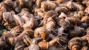 Snail