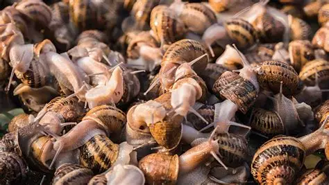Snail